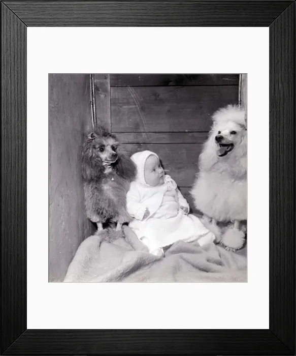 Framed Print : A baby sits in with two Poodles at a dog show. The baby looks bemused at the dogs