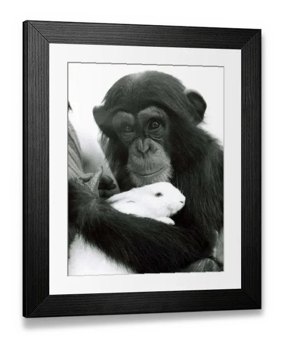 Framed Print : Judy the Chimpanzee caring for a rabbit in the grounds of Southam Zoo in Warwickshire Framed Print : Judy the Chimpanzee caring for a rabbit in the grounds of Southam Zoo in Warwickshire