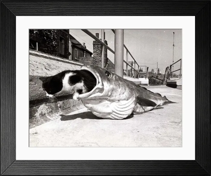 Framed Print : Kitten Tiddles was most anxious to discover just what people see in fish Framed Print : Kitten Tiddles was most anxious to discover just what people see in fish
