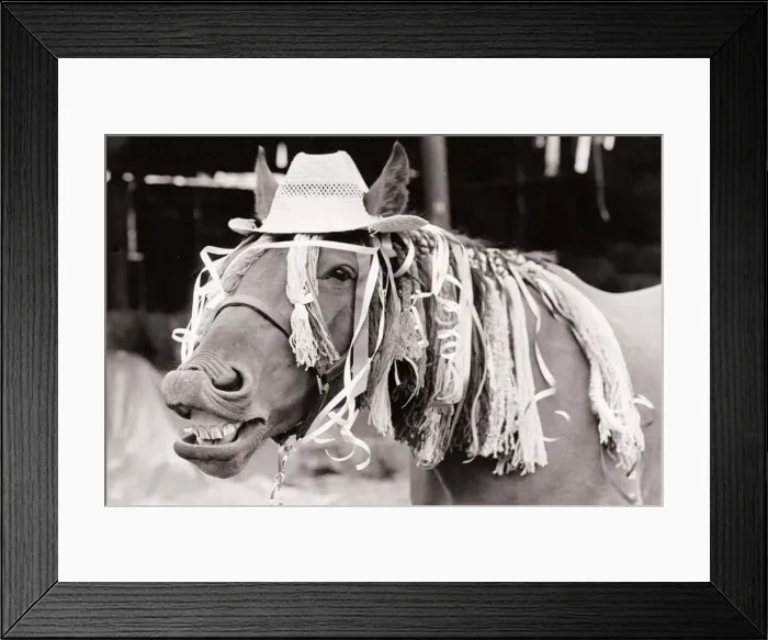 Framed Print : A horse wearing a hat and unusual bangs for his hair, whinnying with his mouth open Framed Print : A horse wearing a hat and unusual bangs for his hair, whinnying with his mouth open