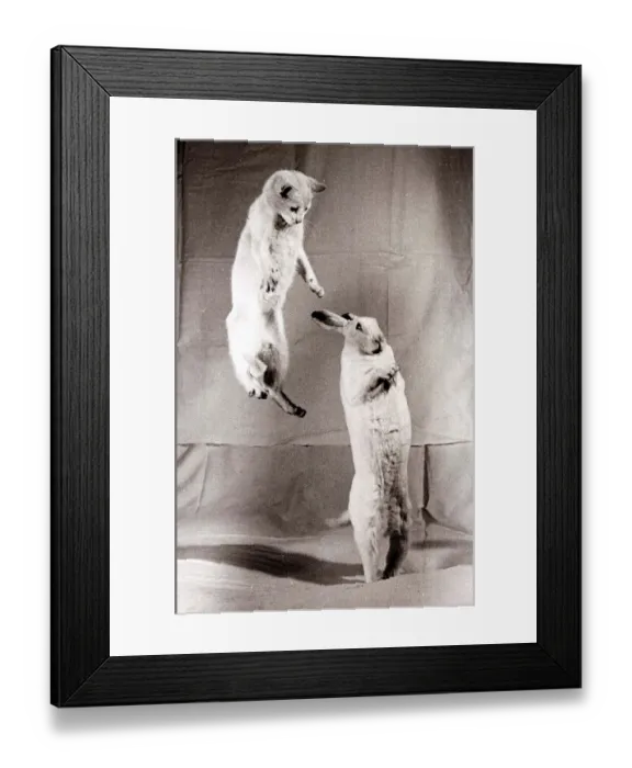 Framed Print : A rabbit standing on two legs with a cat jumping up in the air behind March 1952 Framed Print : A rabbit standing on two legs with a cat jumping up in the air behind March 1952