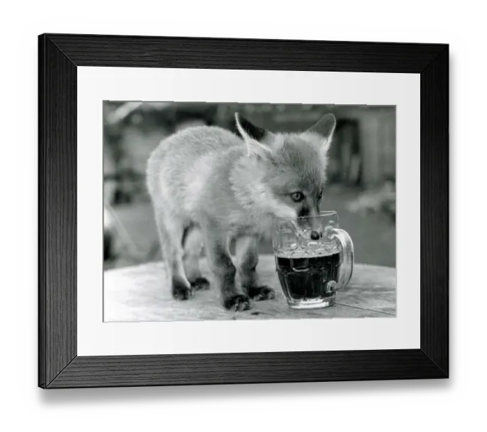 Framed Print : Fergie the orphan Fox drinking a pint of beer at the Red Lion pub in Little Missengden in Framed Print : Fergie the orphan Fox drinking a pint of beer at the Red Lion pub in Little Missengden in