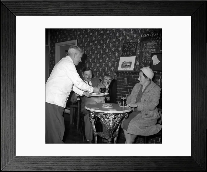 Framed Print : Nemo is served a pint of beer at his local pub November 1959 1950s Framed Print : Nemo is served a pint of beer at his local pub November 1959 1950s