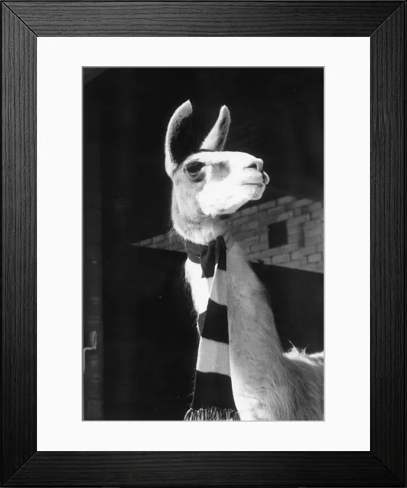 Framed Print : Animals Llama Prudence the 3 year old Llama feels the cold