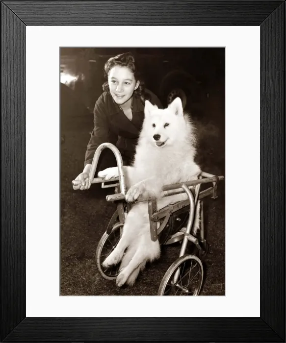Framed Print : Dog in a wheelchair