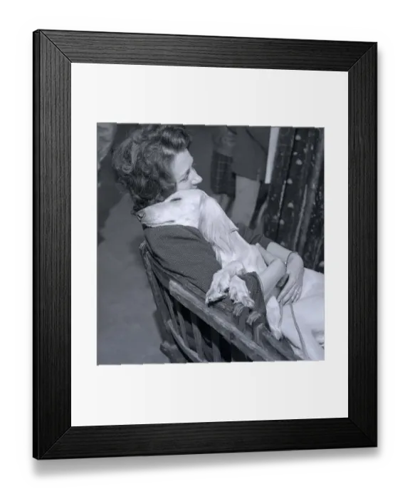 Framed Print : Rosie'the bloodhound at crufts dog show animal dog asleep sleeping