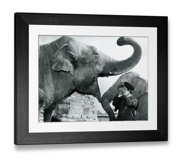 Framed Print : Elephant keeper Norman Sutton holds his ears as Baa Baa the Elephant plays with