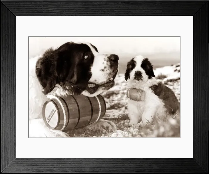 Framed Print : Little and Large A St Bernard and puppy with matching brandy barrels circa
