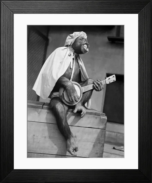 Framed Print : Monkey at London Zoo. Chimpanzee playing dressed in clothes Framed Print : Monkey at London Zoo. Chimpanzee playing dressed in clothes