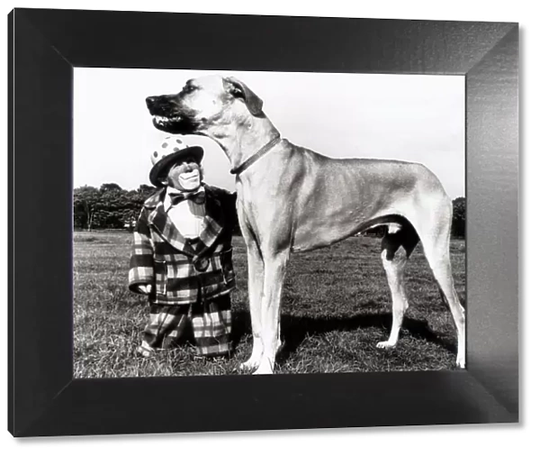 A Great Dane and his clown companion are slightly mismatched as owner