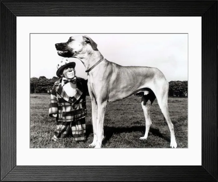 Framed Print : A Great Dane and his clown companion are slightly mismatched as owner Framed Print : A Great Dane and his clown companion are slightly mismatched as owner