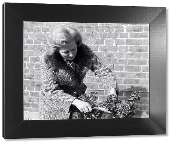 Margaret Thatcher Feb 1975 working in the Front garden of her London Home