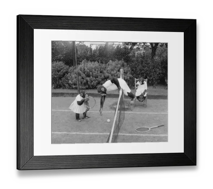 Framed Print : Chimps from Billy Smarts Circus enjoying a game of tennis Animals Monkeys Framed Print : Chimps from Billy Smarts Circus enjoying a game of tennis Animals Monkeys