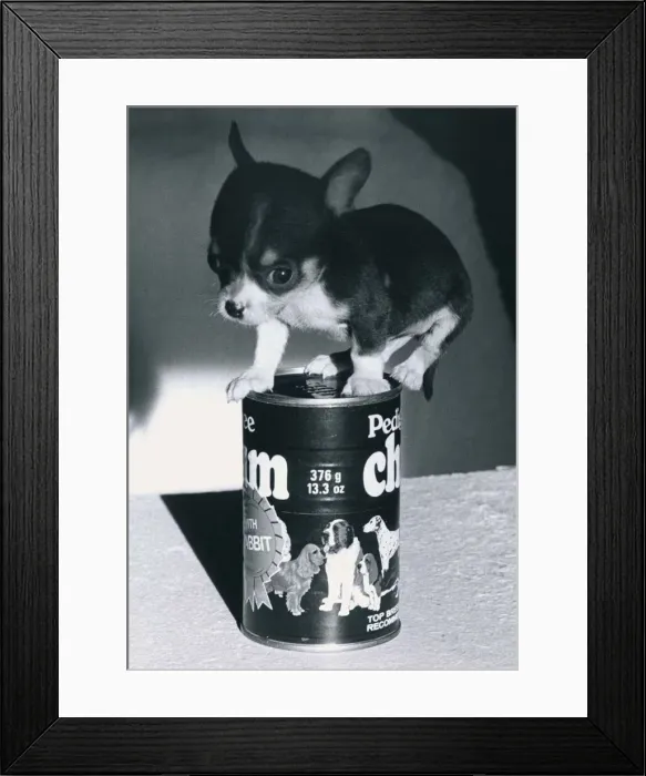Framed Print : Chihuahua Puppy on a Pedigree Chum tin of dog food January 1981