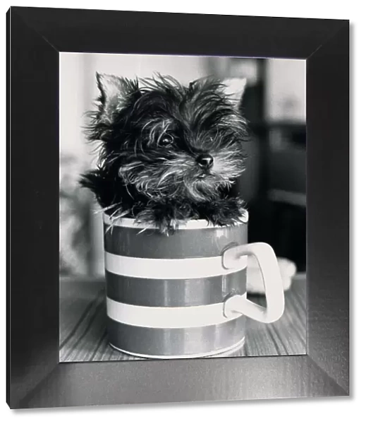 Pint sized Puppy Jamie a Yorkshire Terrier can fit into a mug April 1985