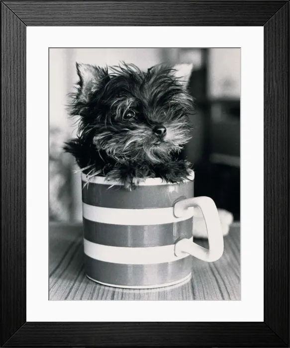 Framed Print : Pint sized Puppy Jamie a Yorkshire Terrier can fit into a mug April 1985 Framed Print : Pint sized Puppy Jamie a Yorkshire Terrier can fit into a mug April 1985