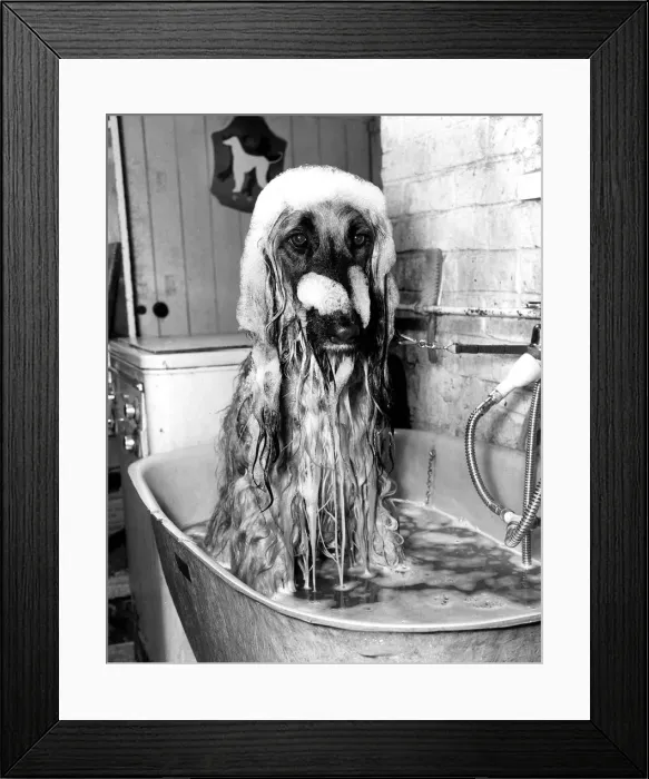 Framed Print : Animal Dogs Afghan Hound February 1979 Top Dog Khonistan Androcles of Alyshan is