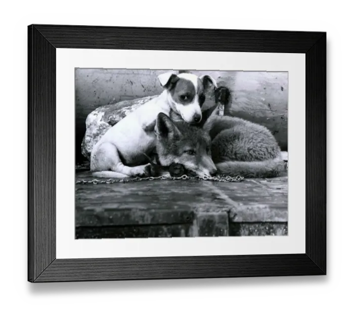 Framed Print : Tiny the Jack Russel Terrier puppy has become inseprable with a fox called Simon in Framed Print : Tiny the Jack Russel Terrier puppy has become inseprable with a fox called Simon in