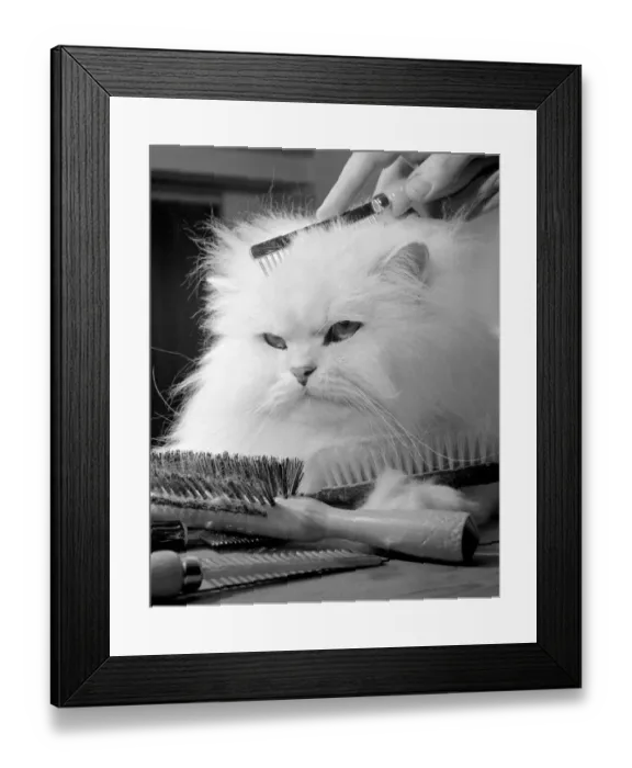 Framed Print : Tiger won The Champion of Champions at the National Cat show at Olympia in London seen