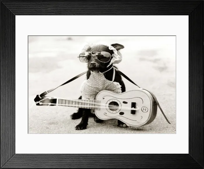 Framed Print : a small dog wearing sunglasses and a bib with a tiny guitar around his neck Framed Print : a small dog wearing sunglasses and a bib with a tiny guitar around his neck
