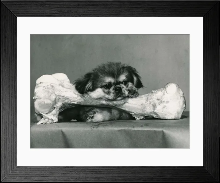 Framed Print : Bonny the Pekinese puppy dog gets his chops round his first bone and it