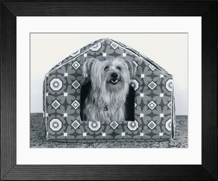 Framed Print : Animals Dogs Luxury Kennel for Cindy the Yorkshire terrier - little dog sitting in a Framed Print : Animals Dogs Luxury Kennel for Cindy the Yorkshire terrier - little dog sitting in a