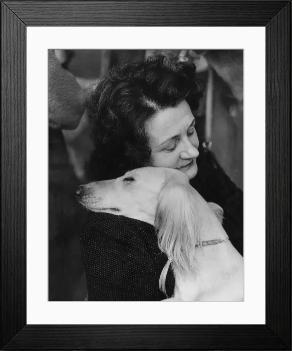 Framed Print : Crufts Dog Show Asleep together by the ring Mrs. Gilda Bunn and her Salukis dog