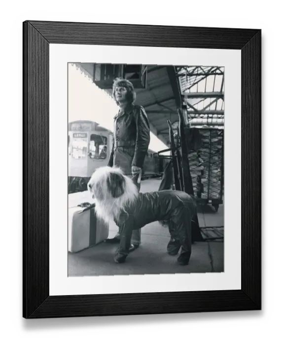 Framed Print : Digby the Dulux paint dog has his own special top coat when travelling with his owner Framed Print : Digby the Dulux paint dog has his own special top coat when travelling with his owner