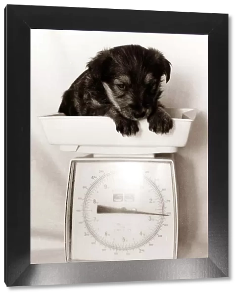This little puppy is tiny - as shown by his weight on these kitchen scales