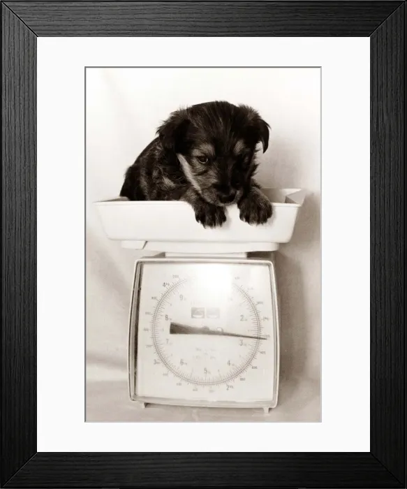 Framed Print : This little puppy is tiny - as shown by his weight on these kitchen scales Framed Print : This little puppy is tiny - as shown by his weight on these kitchen scales
