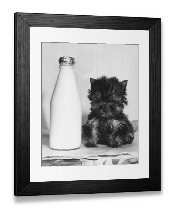Framed Print : Pint sized Puppy Twinkle was rescued by new owner Mary Atherton Twinkle Framed Print : Pint sized Puppy Twinkle was rescued by new owner Mary Atherton Twinkle