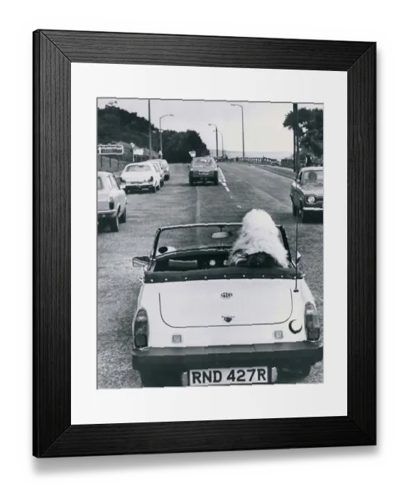 Framed Print : Old English sheep dog dog at steering wheel driving sports car MG Sports car Framed Print : Old English sheep dog dog at steering wheel driving sports car MG Sports car
