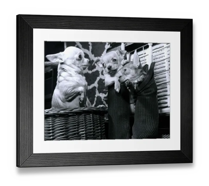 Framed Print : Chihuahua called Tom Thumb is the proud father of two little puppies housed in a pair of Framed Print : Chihuahua called Tom Thumb is the proud father of two little puppies housed in a pair of