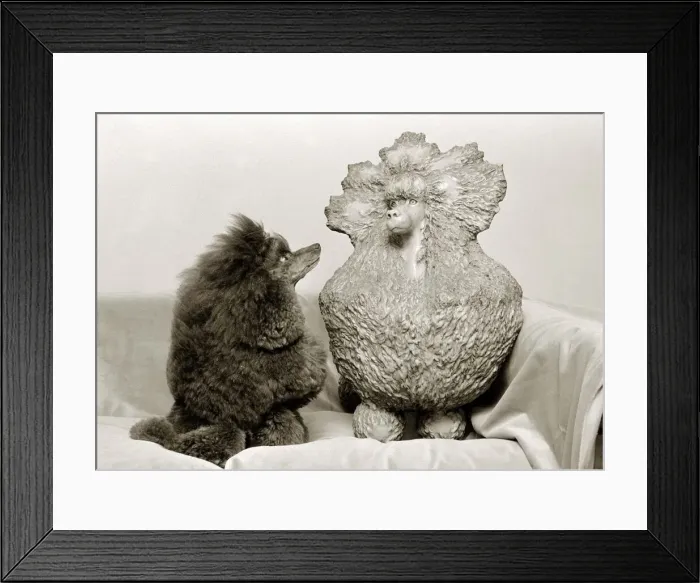 Framed Print : Greyco hazelnut Crufts champion 1982 admires a clay sculpture of herself in the form Framed Print : Greyco hazelnut Crufts champion 1982 admires a clay sculpture of herself in the form