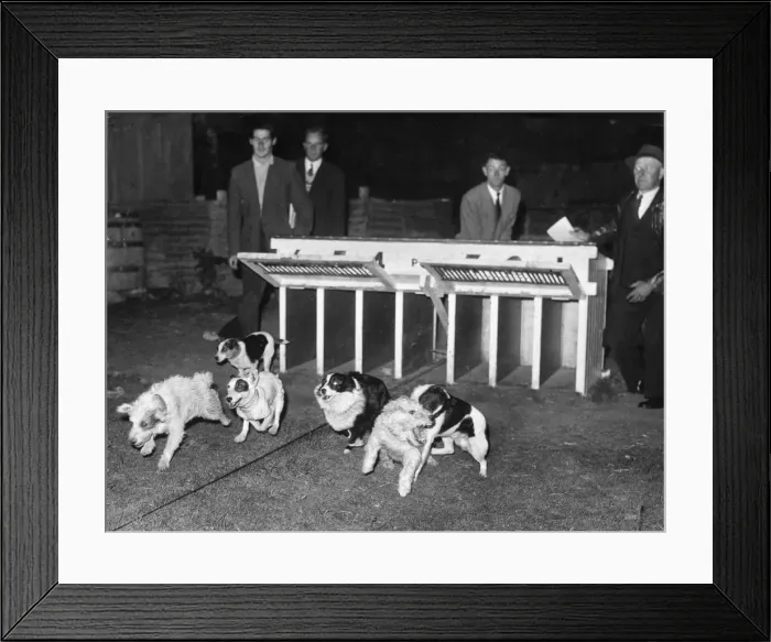 Framed Print : The pets dog race. Dogs being released from the traps at the start of a race Framed Print : The pets dog race. Dogs being released from the traps at the start of a race