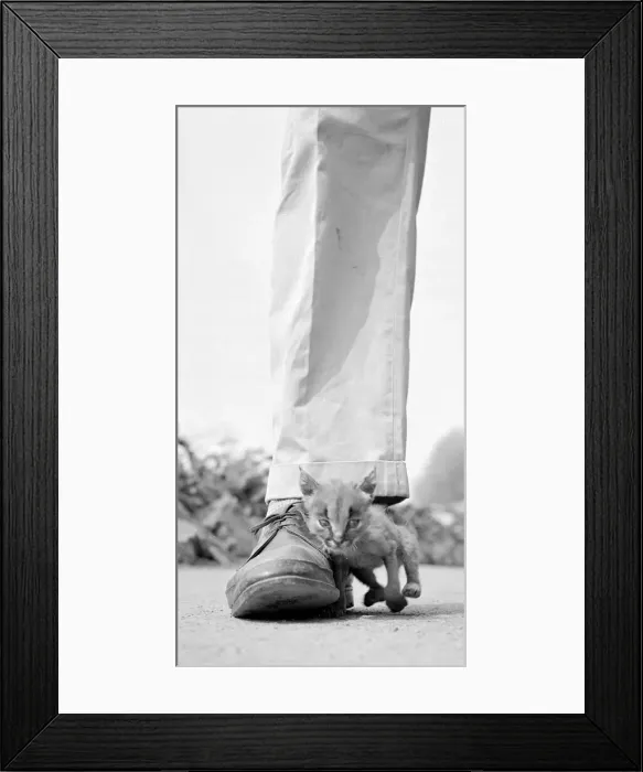 Framed Print : Mitzi the orphan Lynx cub leans against the shoe of Zoo keeper John Sumner who is raising