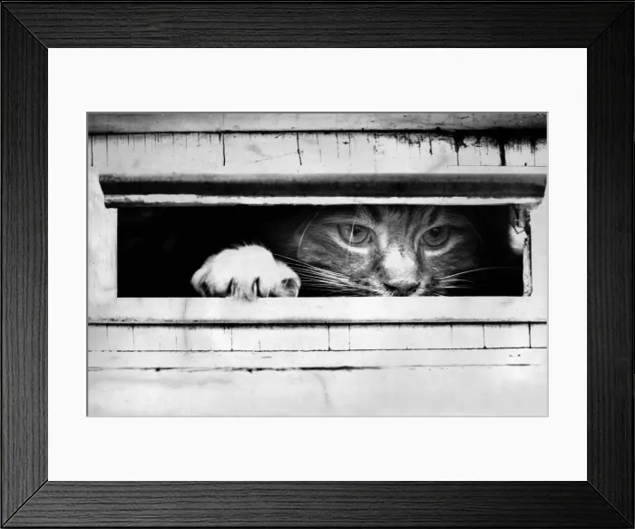 Framed Print : Cat peers out of letter box circa 1969 Framed Print : Cat peers out of letter box circa 1969