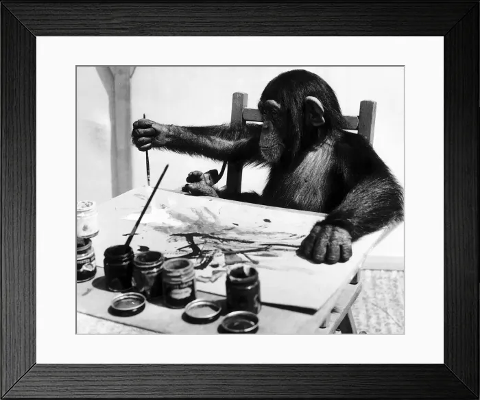 Framed Print : Congo the Chimpanzee belonging to Granda Television Network limited is pictured painting