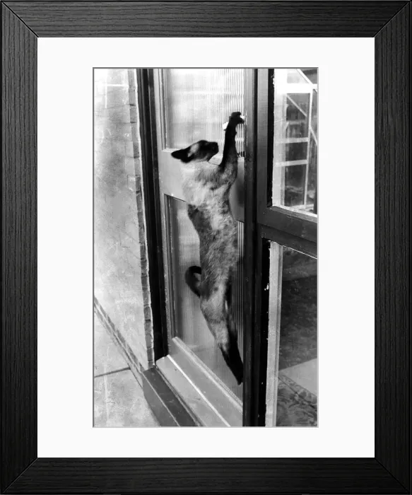 Framed Print : Siamese cat attempt to open front door of house with paws circa 1993 Framed Print : Siamese cat attempt to open front door of house with paws circa 1993