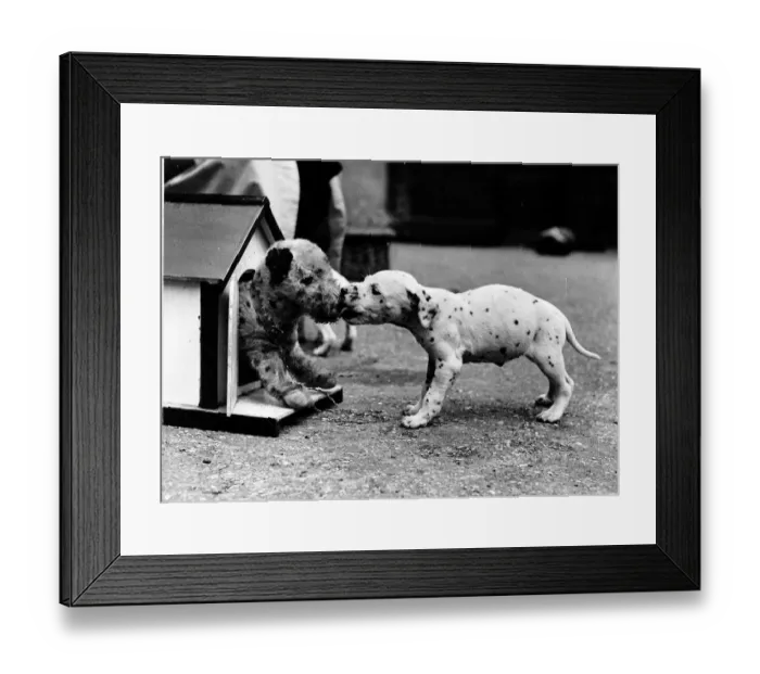 Framed Print : Animals dogs Dalmatian puppy chewing a toy dog circa 1963 Framed Print : Animals dogs Dalmatian puppy chewing a toy dog circa 1963