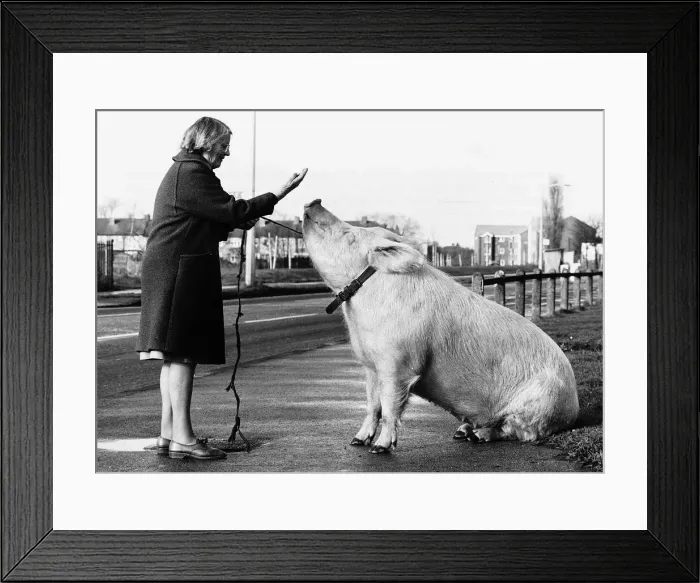 Framed Print : Barbara Woodhouse uses her animal expertise to command a 22 stone pig, 16th January 1981