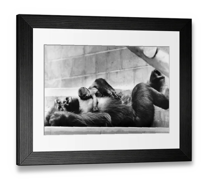Framed Print : Delilah gave birth to a premature baby weighing 3. 5 lb The fathers name is Samson Framed Print : Delilah gave birth to a premature baby weighing 3. 5 lb The fathers name is Samson
