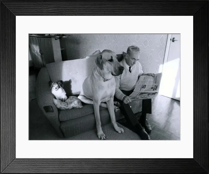 Framed Print : Great Dane called Hamlet shares the with owner Fred Philbey Framed Print : Great Dane called Hamlet shares the with owner Fred Philbey