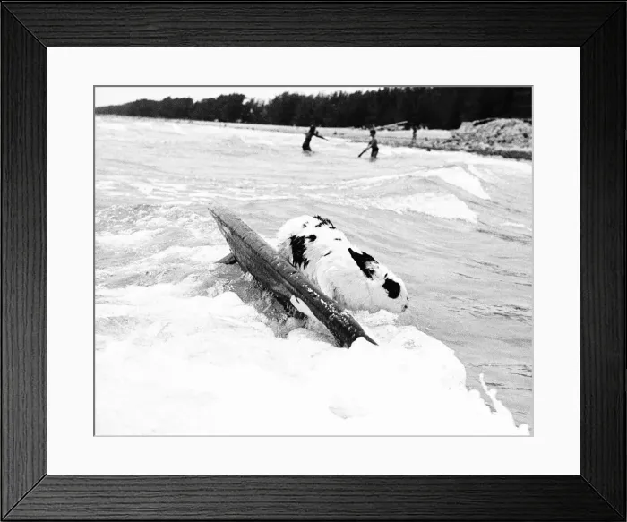 Framed Print : Hazel the Swimming And Surfing Rabbit She has just caught a wave Framed Print : Hazel the Swimming And Surfing Rabbit She has just caught a wave
