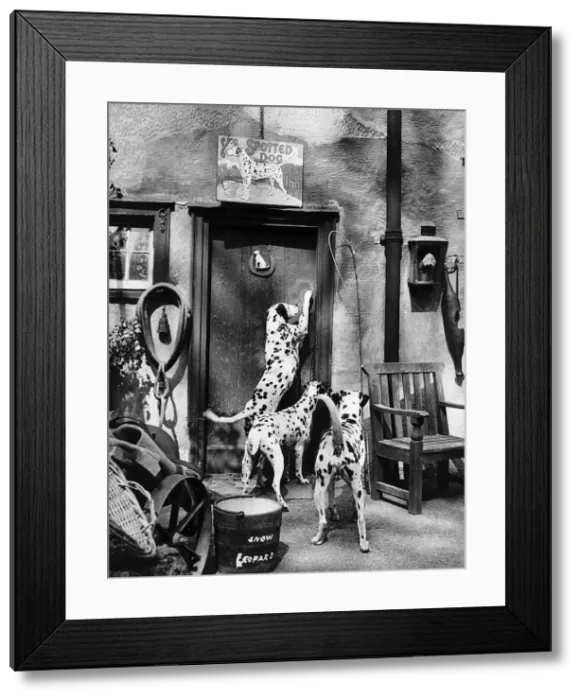 Framed Print : Dalmatian dogs at the entrance to their sleeping quarters at the Framed Print : Dalmatian dogs at the entrance to their sleeping quarters at the