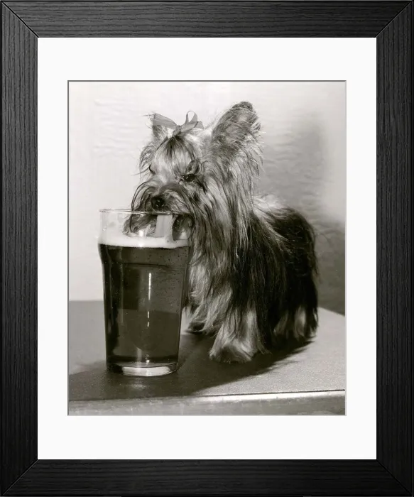 Framed Print : Mini the Yorkshire Terrier lapping up the beer in her her home