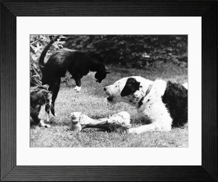 Framed Print : Cats and Dogs playing around a bone Framed Print : Cats and Dogs playing around a bone