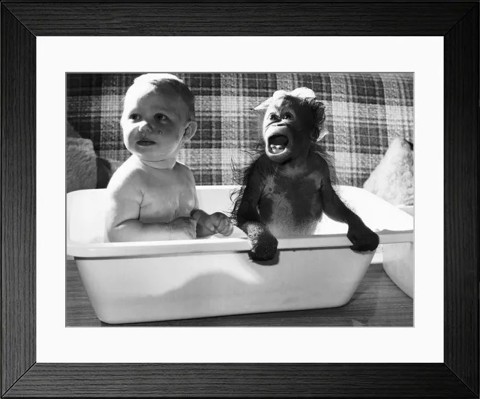 Framed Print : Bathtime for babies Adam and orang utan Victoria Framed Print : Bathtime for babies Adam and orang utan Victoria