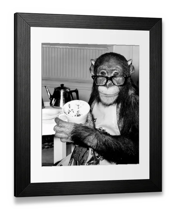 Framed Print : Animals Humour Monkeys January 1981 Ada the chimp who loves to impersonate a house