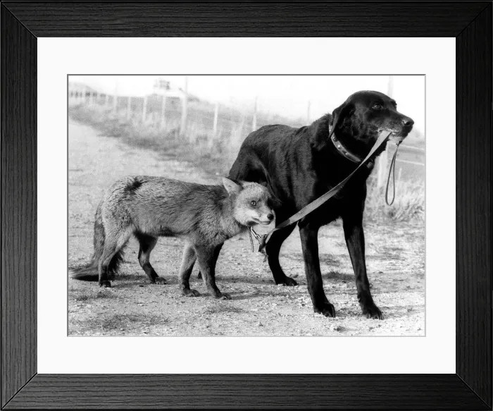 Framed Print : Animals Dog Fox March 1982 Elsa the fox is blind